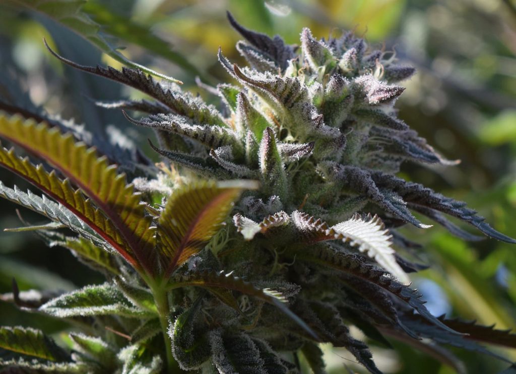 cannabis