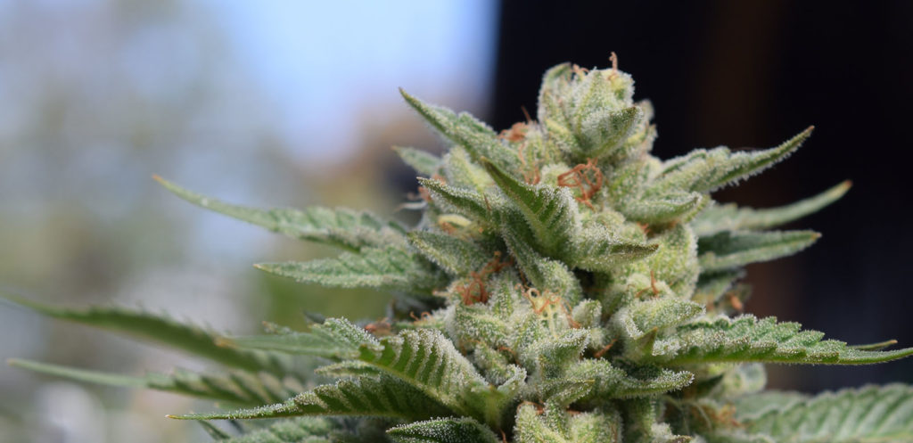 oregon cannabis