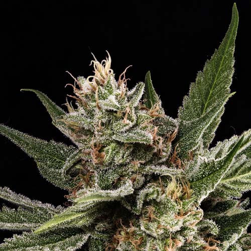 Nuken cannabis strain