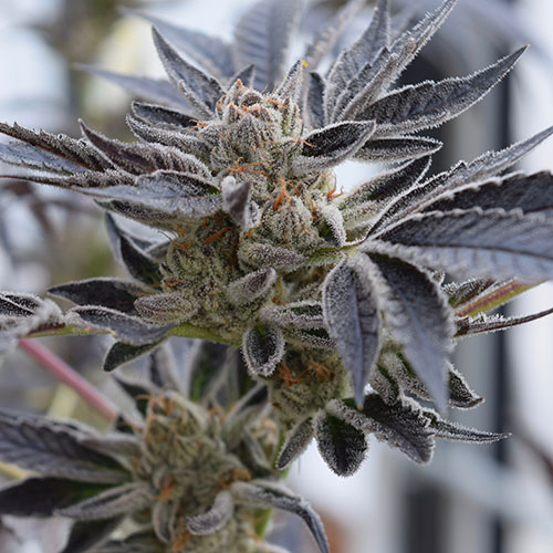 white tahoe cookies strain