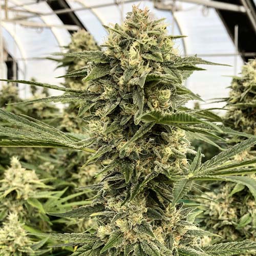 black betty cannabis strain