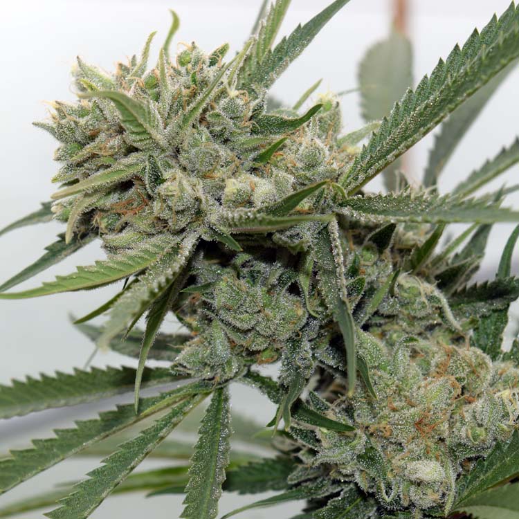 Durban Poison Cannabis