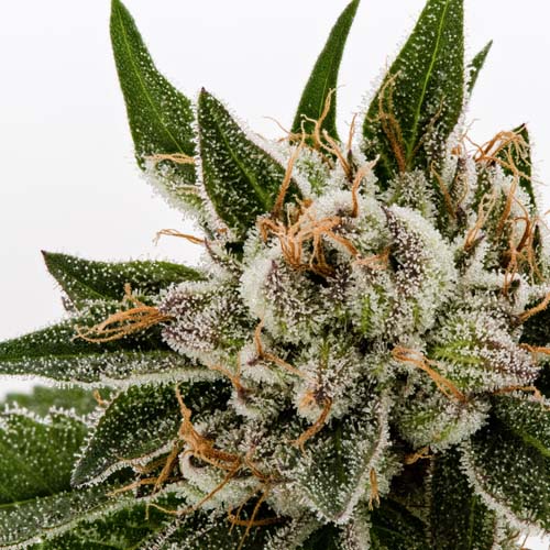 Master Kush Cannabis Strain