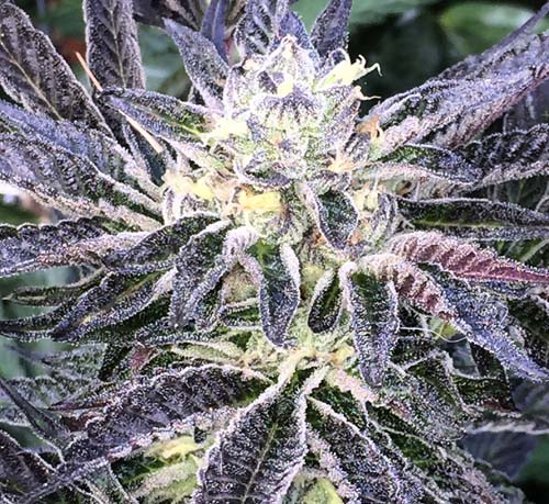 platinum animal strain