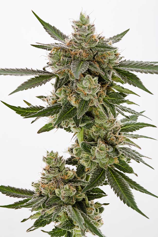 sour banana sherbet cannabis strain