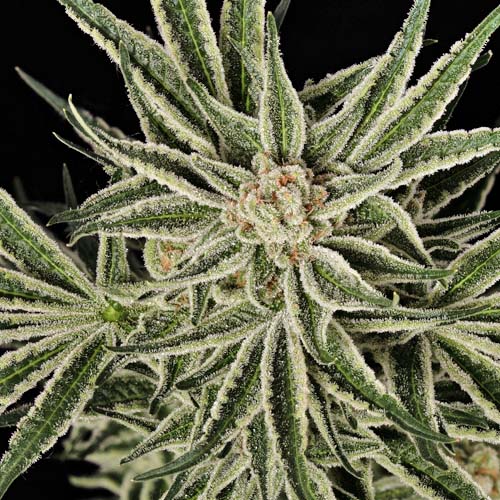 Tangie Banana cannabis strain