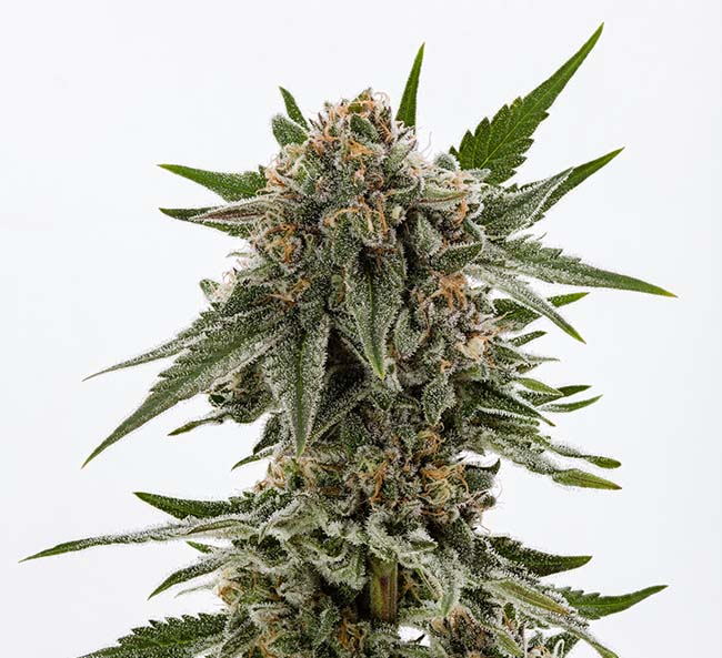 violet delight cannabis strain