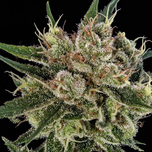 Dutch Treat cannabis cannabis strain