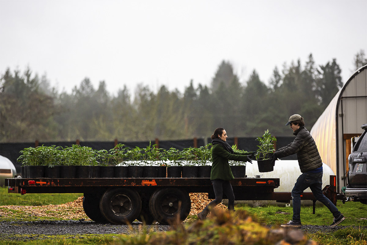Oregon cannabis farm planting
